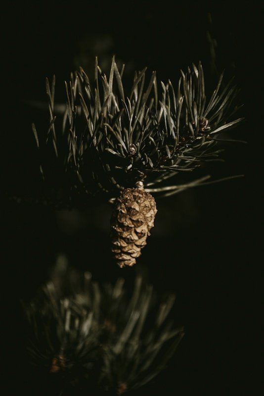 Kotte i tallskog, naturfotografi av Sofia Borg Fotografi Uddevalla med fokus på ljus, struktur och stillhet.