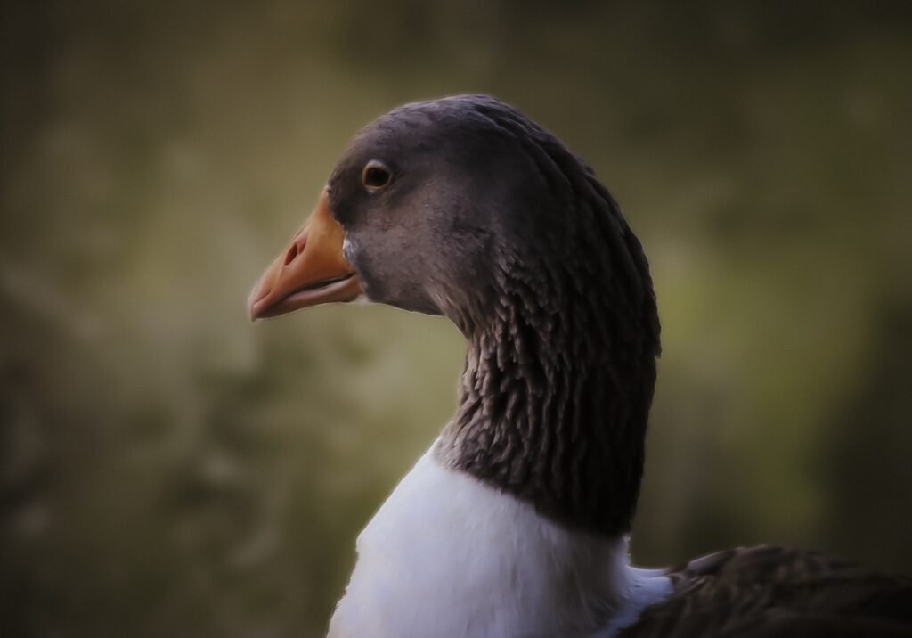 Gås i profil fotograferad av Sofia Borg Fotografi Uddevalla, naturporträtt med lugn och varm ton.