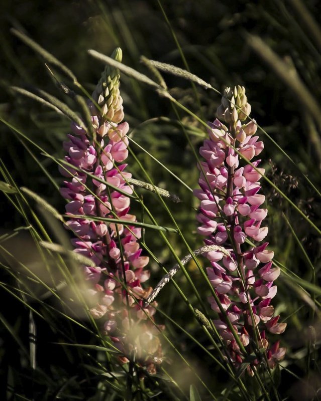 Rosa-lila blomax i sommaräng, naturfotografi av Sofia Borg Fotografi Uddevalla med fokus på färg och ljus.