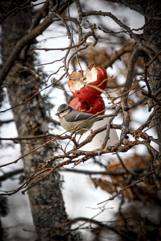 Blåmes på gren med rött bär, naturfotografi av Sofia Borg Fotografi Uddevalla, vintermotiv med kontrast och stillhet.