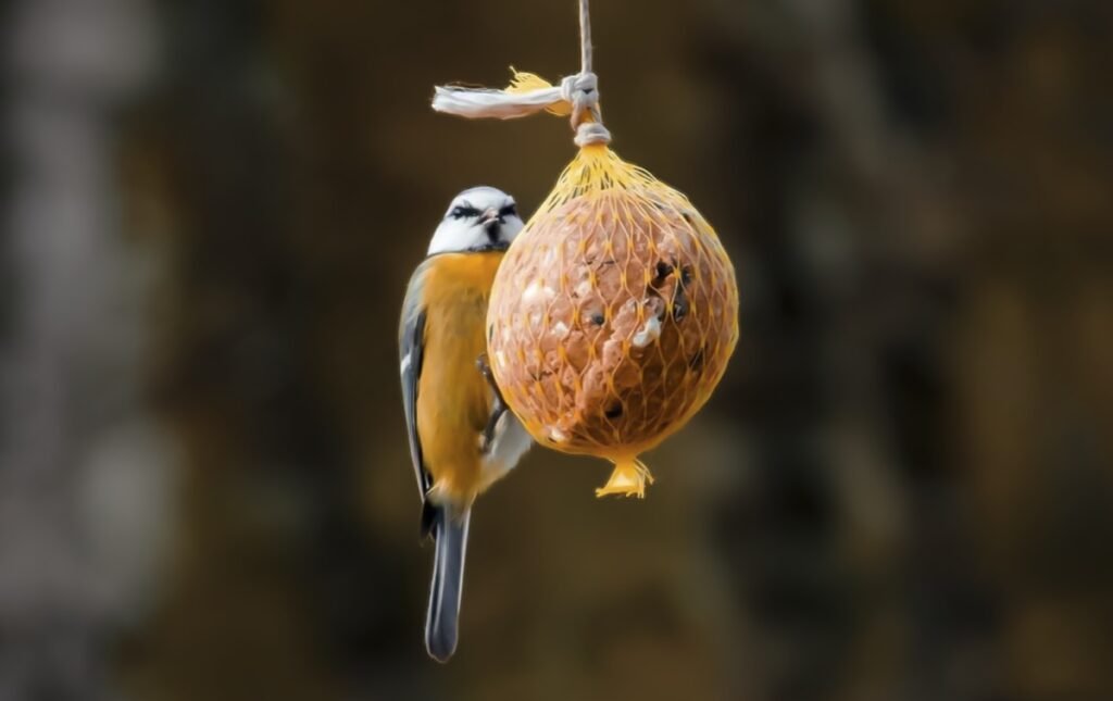 Fågel som sitter på fröboll i vinterljus, naturfotografi av Sofia Borg Fotografi Uddevalla med fokus på stillhet och balans.