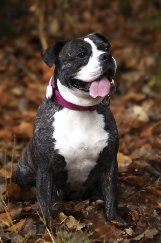 Hund i höstskog fotograferad av Sofia Borg Fotografi, naturligt porträtt med värme och personlighet.