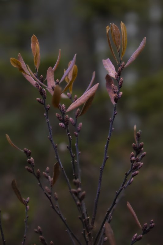 Närbild av växtknoppar i skymningsljus, naturfotografi av Sofia Borg Fotografi Uddevalla.